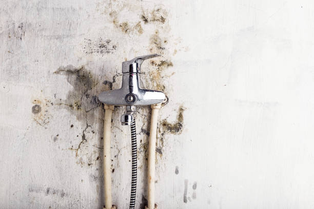 Best Toxic Mold Removal  in St City, AR