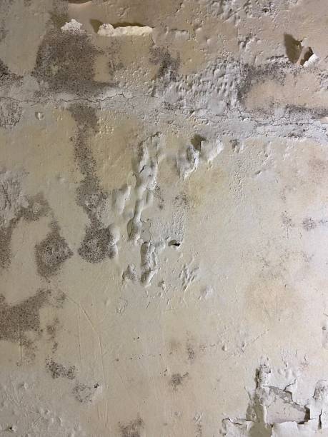 Trusted Star City, AR Mold Removal Experts