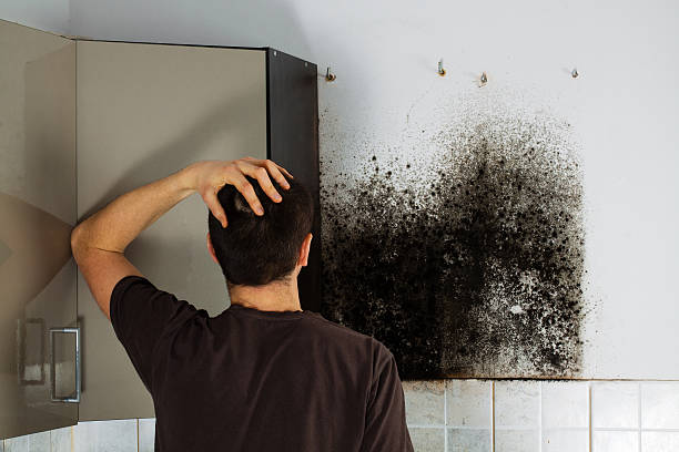  St City, AR Mold Removal Pros