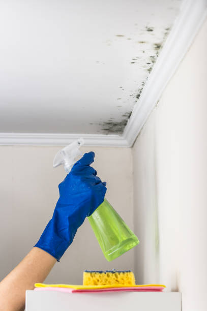 Best Residential Mold Removal  in St City, AR